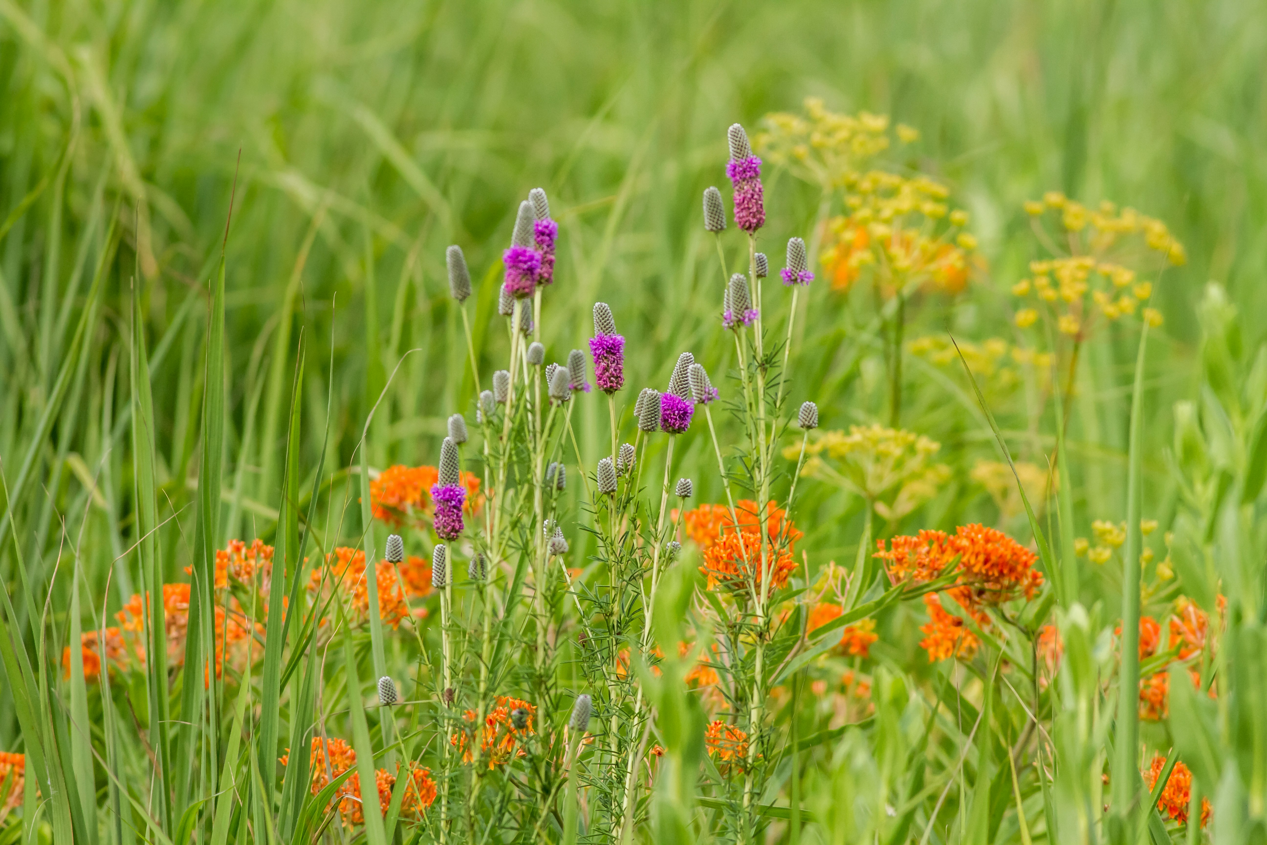 purple and orange flowers in green grass field